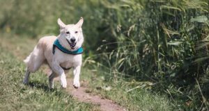 Alcuni consigli per disinfettare le zampe del cane dopo le passeggiate Disinfettare le zampe del cane