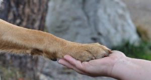 L’amore per gli animali ai tempi del Coronavirus: come disinfettare le loro zampe Disinfettare zampe coronavirus