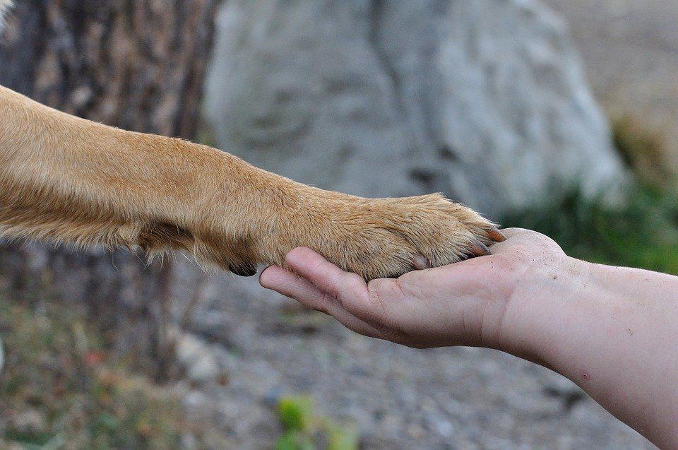 Disinfettare zampe coronavirus