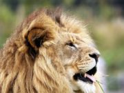 Cosa mangia il leone? Leone