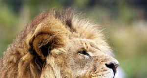 Cosa mangia il leone? Leone