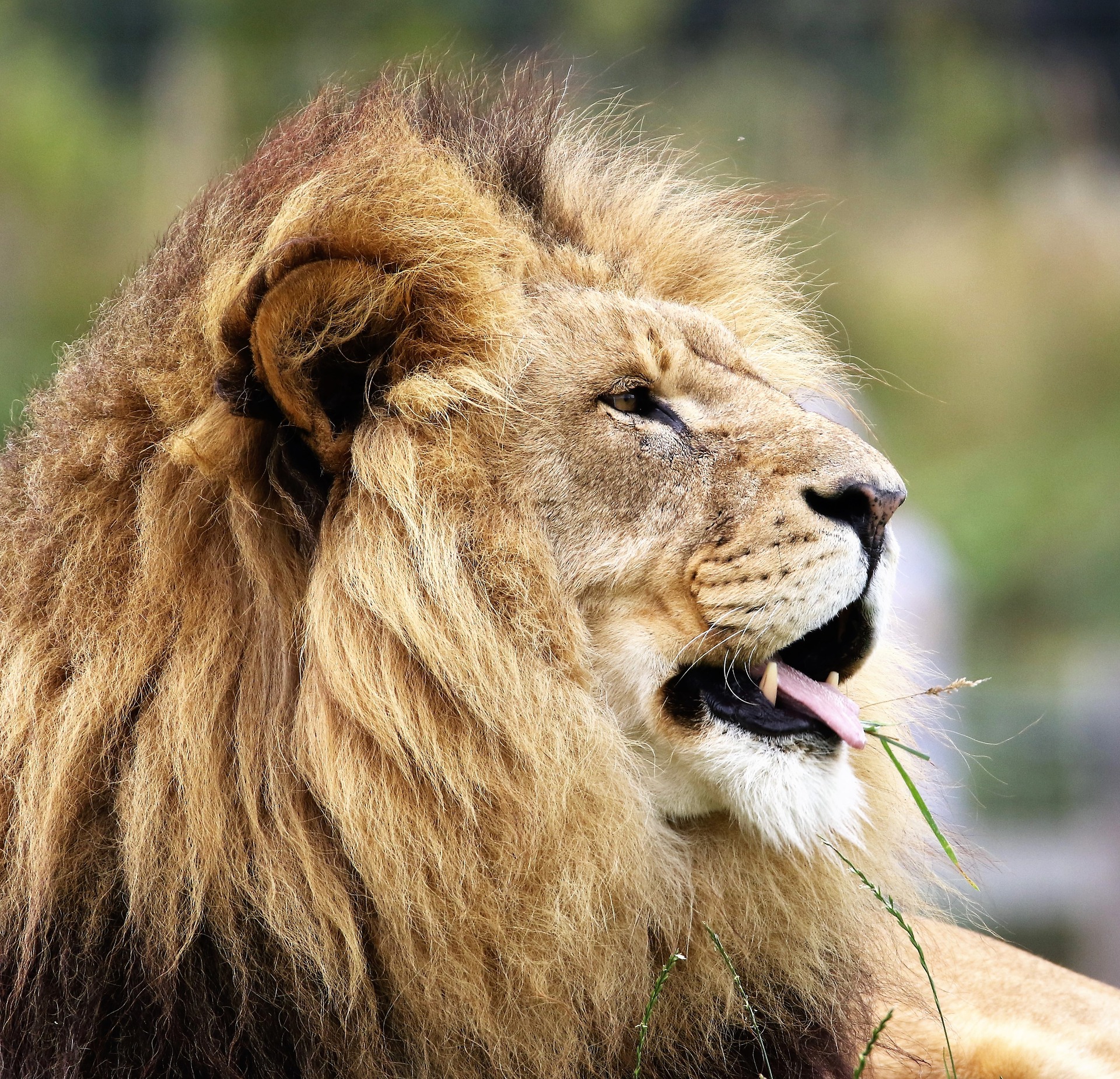 Cosa Mangia Il Leone Mille Animali
