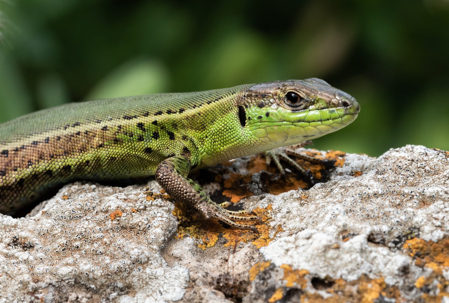 è La Lucertola Più Grossa Cosa mangia la lucertola? - Mille Animali