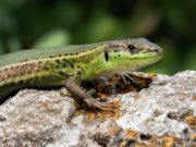 Cosa mangia la lucertola? Cosa mangia la lucertola?