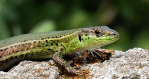 Cosa mangia la lucertola? Cosa mangia la lucertola?