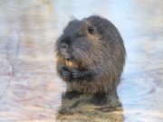 Cosa mangia la nutria? Cosa mangia la nutria