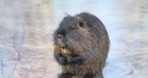 Cosa mangia la nutria? Cosa mangia la nutria