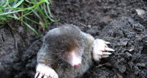 Cosa mangia la talpa? La talpa