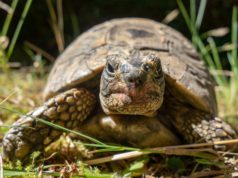 Cosa mangia la tartaruga? Cosa mangia la tartaruga?