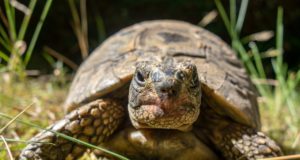 Cosa mangia la tartaruga? Cosa mangia la tartaruga?