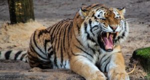 Cosa mangia la tigre? Cosa mangia la tigre