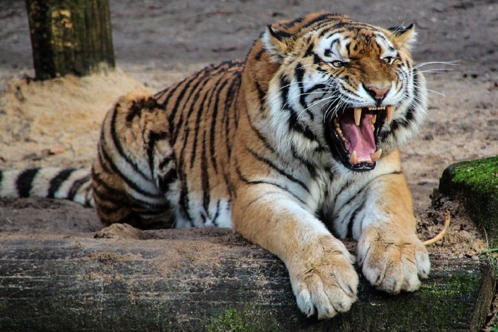 Cosa mangia la tigre