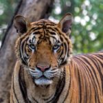 La tigre in via d'estinzione