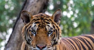 La tigre: una magnifica creatura in via d’estinzione La tigre in via d'estinzione