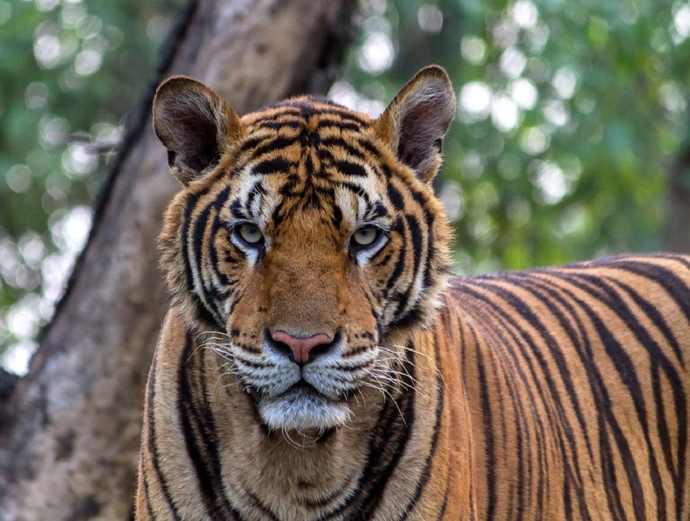 La tigre in via d'estinzione