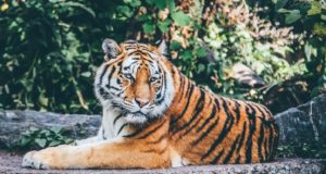 La tigre: un gattone un po’ cresciuto La tigre un gattone un po' cresciuto