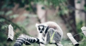 Wildlife bridges: quando i ponti salvano gli animali Wildlife bridge