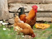 L’alimentazione delle galline ovaiole Alimentazione galline