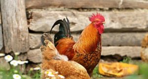 L’alimentazione delle galline ovaiole Alimentazione galline