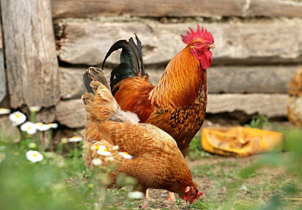 Alimentazione galline