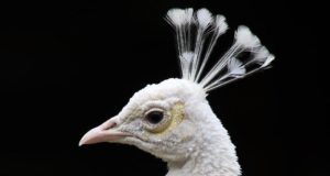 Come mai alcuni animali hanno il mantello bianco?