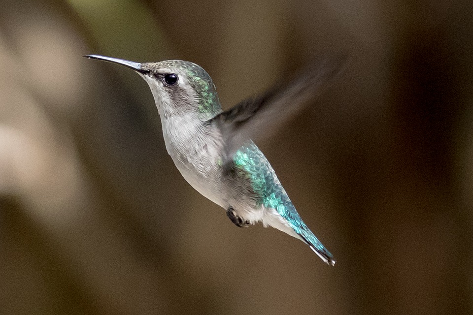 Colibrì Elena