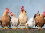 Curiosità sulle galline Galline