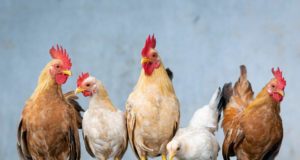 Curiosità sulle galline Galline