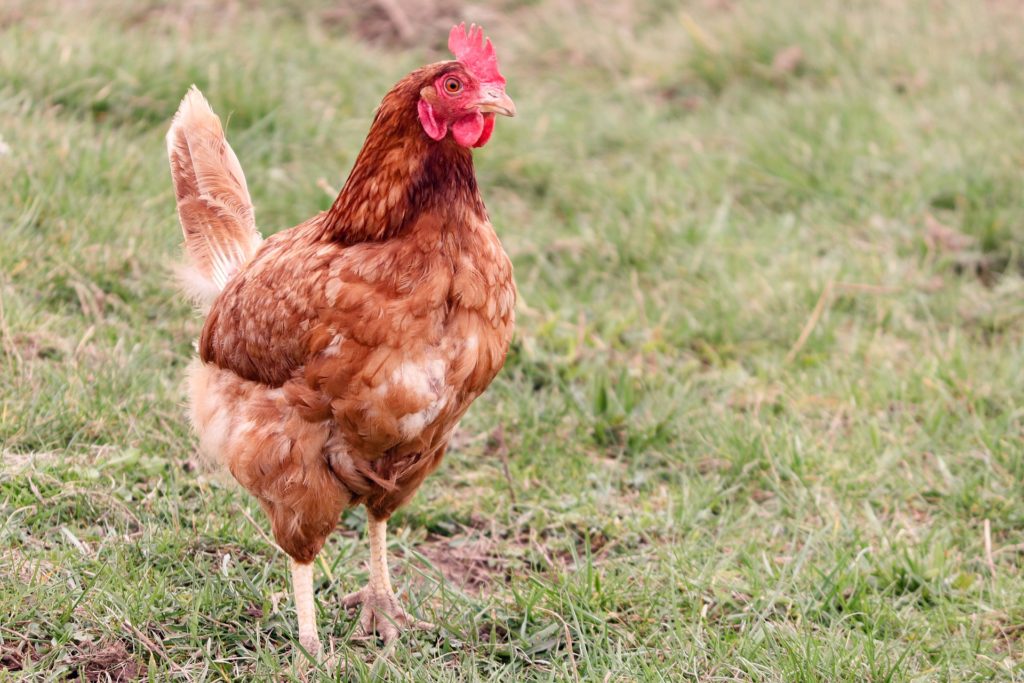 Gallina