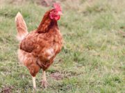 Allevare le galline ovaiole Gallina