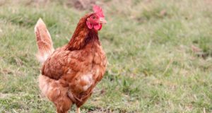 Allevare le galline ovaiole Gallina