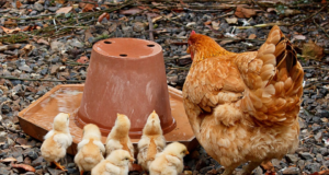 Mangimi ed integratori alimentari per galline ovaiole Galline
