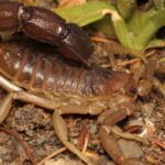Parabuthus granulatus