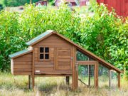 Consigli per preparare al meglio un pollaio Costruire un pollaio per le galline