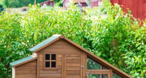 Consigli per preparare al meglio un pollaio Costruire un pollaio per le galline