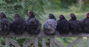 Quante galline mettere in un pollaio? Galline