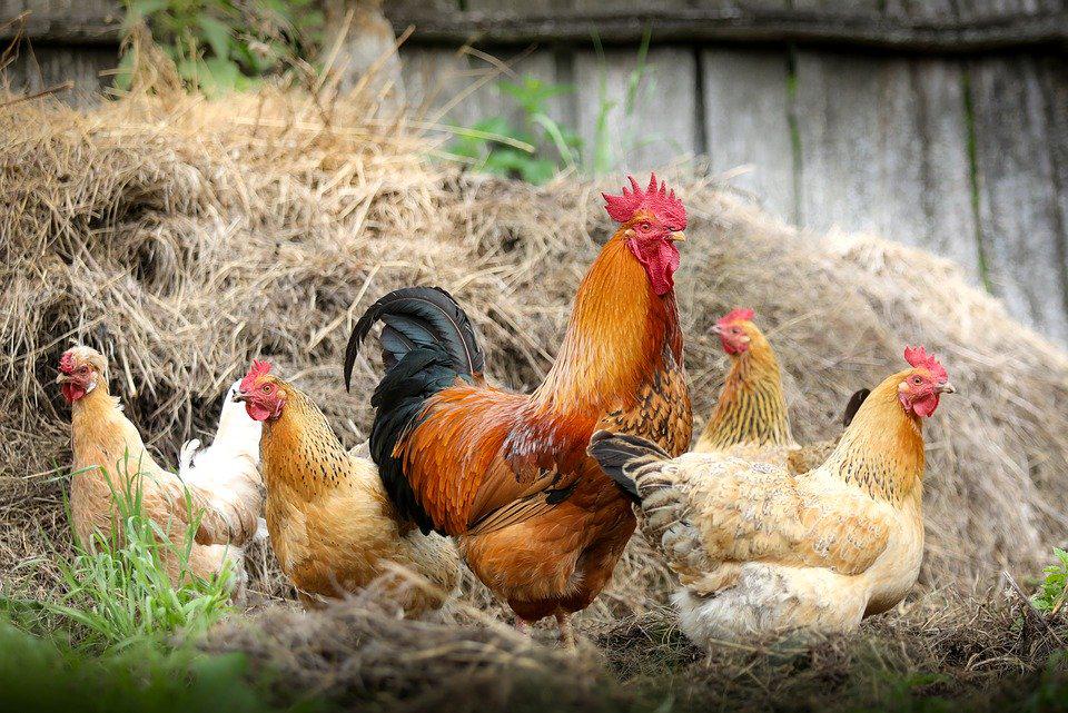 Galline