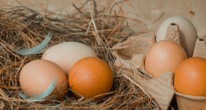 Le 3 migliori razze di galline ovaiole