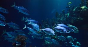 Gli animali acquatici più veloci al mondo Pesci più veloci