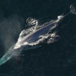 blue-whale-1198719_960_720