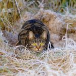 cat-1940489_960_720