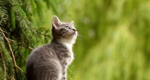 Le 10 razze di gatti più famose al mondo Gatto