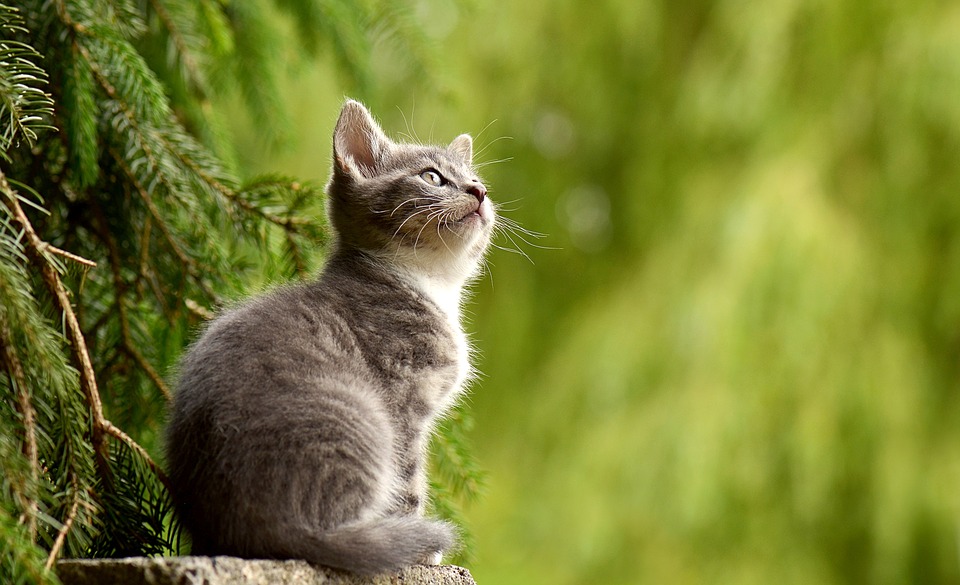 Gatto