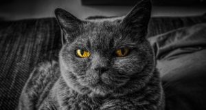 Le razze di gatti più antiche del mondo Gatto