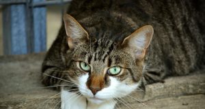 Le 5 razze di gatti più piccole al mondo Gatto