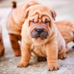 cucciolo-di-shar-pei