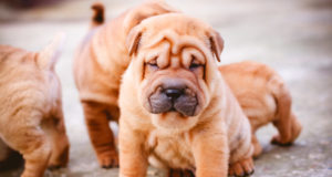 Le 5 razze di cani con più rughe