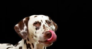 Le 10 razze di cani più famose al mondo Cane