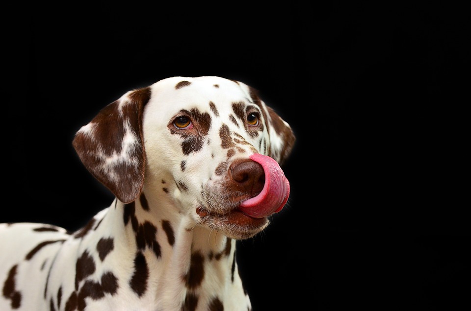 Cane
