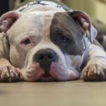 dog-4252274_960_720